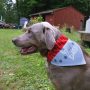 The Boss Canvas Slip-On Pet Bandana – Pavilion’s Pets – 7″x5″